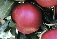 Are you ready for the Cosmic Crisp Apple release this fall?