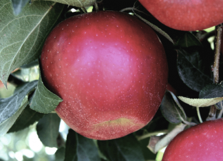 Are you ready for the Cosmic Crisp Apple release this fall?