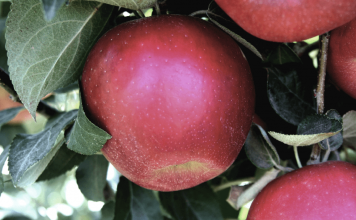 Are you ready for the Cosmic Crisp Apple release this fall?