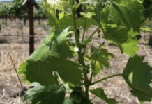 The proper way to summer prune grape vines