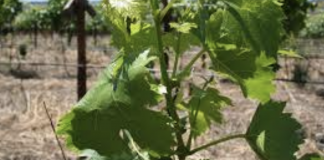 The proper way to summer prune grape vines