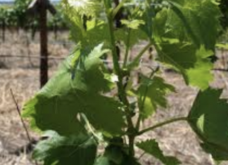The proper way to summer prune grape vines