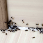 These are the best solutions for common house problems