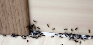 These are the best solutions for common house problems