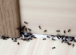 These are the best solutions for common house problems