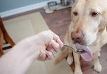 9 Amazing Health Benefits of Coconut Oil for Dogs