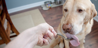 9 Amazing Health Benefits of Coconut Oil for Dogs