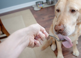 9 Amazing Health Benefits of Coconut Oil for Dogs