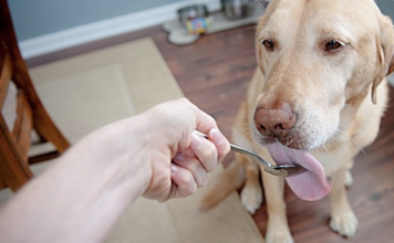 9 Amazing Health Benefits of Coconut Oil for Dogs
