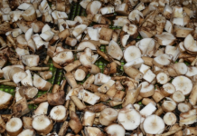 The proper way to harvest dandelion roots