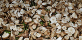 The proper way to harvest dandelion roots