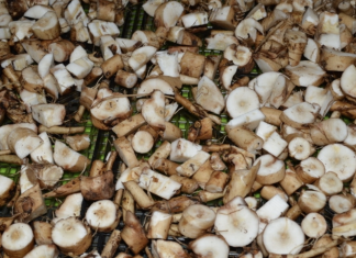 The proper way to harvest dandelion roots