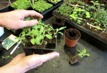 The easiest way to grow sage in your kitchen