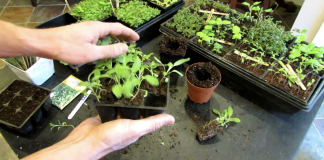 The easiest way to grow sage in your kitchen