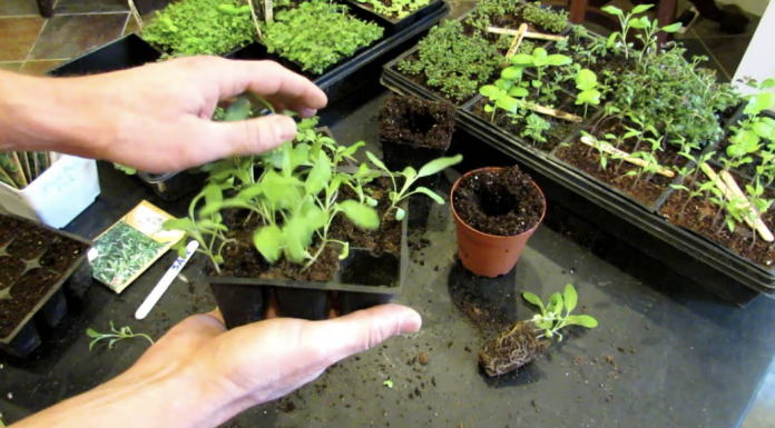 The easiest way to grow sage in your kitchen