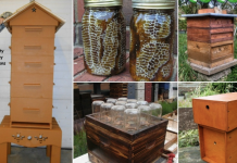 A step by step guide to make a DIY beehive
