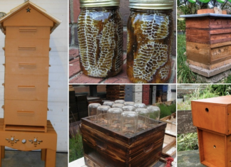 A step by step guide to make a DIY beehive