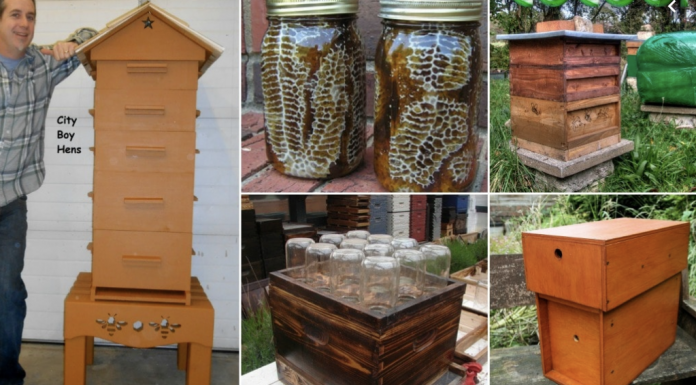A step by step guide to make a DIY beehive