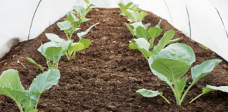 Plant these vegetables in fall to harvest them in early spring