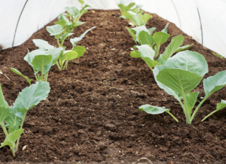 Plant these vegetables in fall to harvest them in early spring