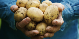Make homegrown potatoes last longer during winter