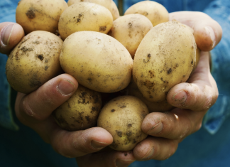 Make homegrown potatoes last longer during winter