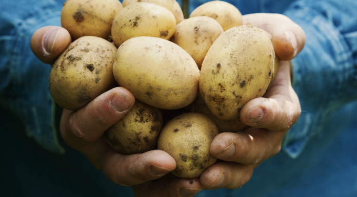 Make homegrown potatoes last longer during winter