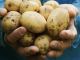 Make homegrown potatoes last longer during winter