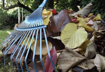After reading this, you won’t be raking leaves this fall
