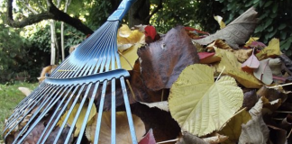 After reading this, you won’t be raking leaves this fall