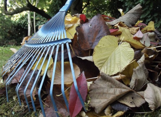 After reading this, you won’t be raking leaves this fall