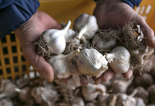 Garlic: Uses, Side Effects, Interactions, Dosage, and Warning