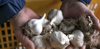 Garlic: Uses, Side Effects, Interactions, Dosage, and Warning