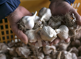 Garlic: Uses, Side Effects, Interactions, Dosage, and Warning