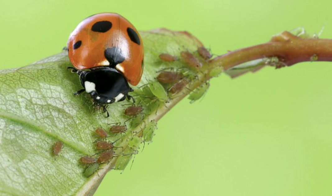 Here’s why you should try to attract beneficial insects | Grandma's Things