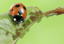 Here’s why you should try to attract beneficial insects