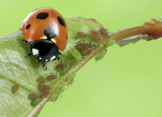 Here’s why you should try to attract beneficial insects