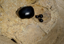 Here’s why you should start trying shilajit