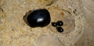 Here’s why you should start trying shilajit