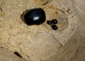 Here’s why you should start trying shilajit