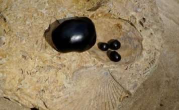 Here’s why you should start trying shilajit
