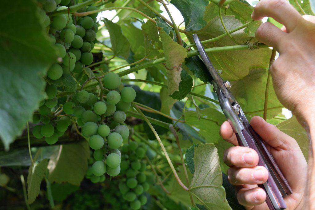 pruning grape vines