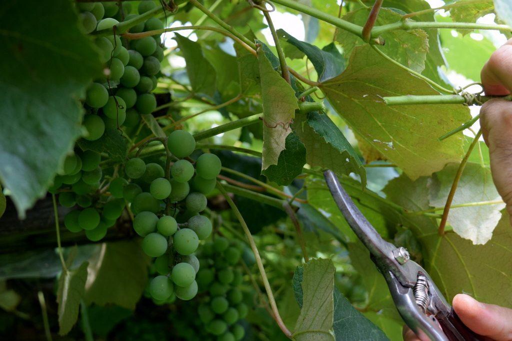 pruning grape vines