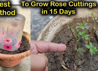 15 plants that you can propagate from cuttings