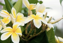 These 7 houseplants smell the best