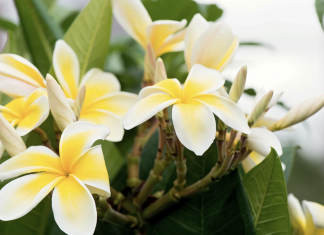 These 7 houseplants smell the best