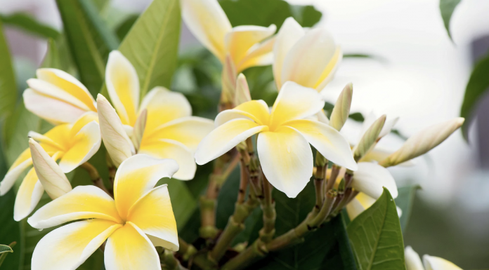 These 7 houseplants smell the best