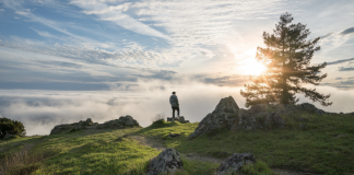 If you are tired of constantly buying food, here are some that you can regrow by yourself