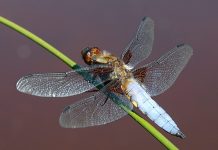 Female Dragonflies Will Literally Fake Their Own Deaths To Avoid Males