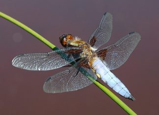 Female Dragonflies Will Literally Fake Their Own Deaths To Avoid Males
